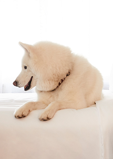white fluffy dog