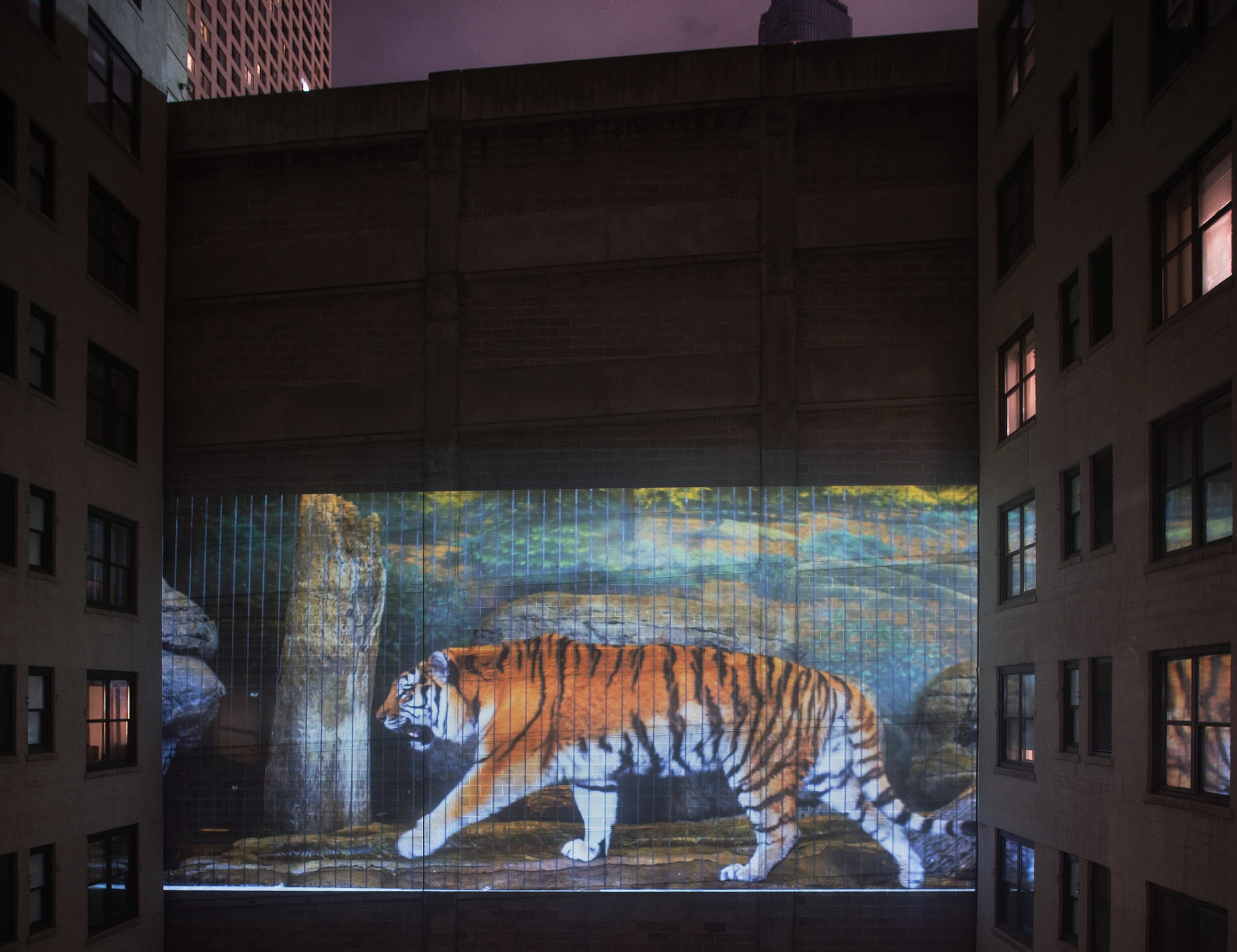 Colleen Plumb projection image