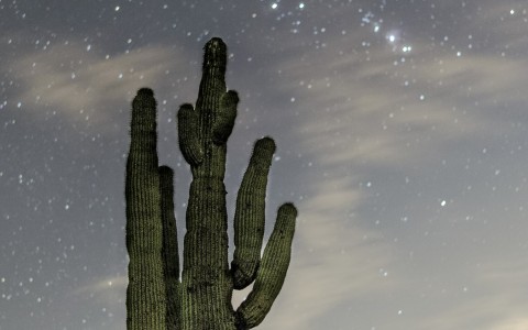 cactus and sky 