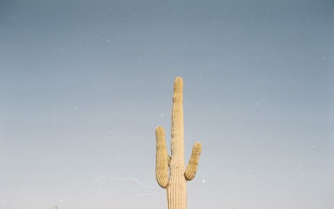 cactus and sky 