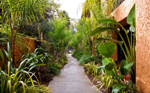 pathway surrounded by plants and trees