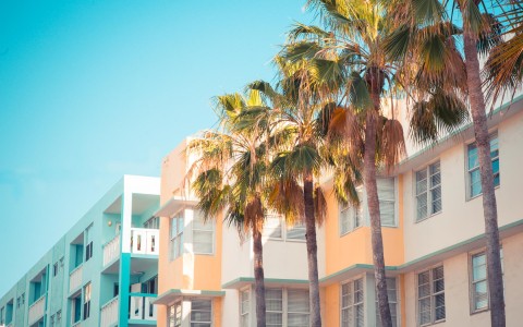 view of colorful houses near to the beach and four big palm trees 