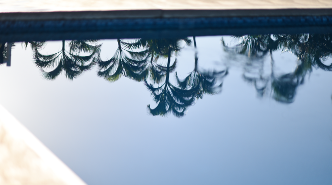 palm tree reflection on pool