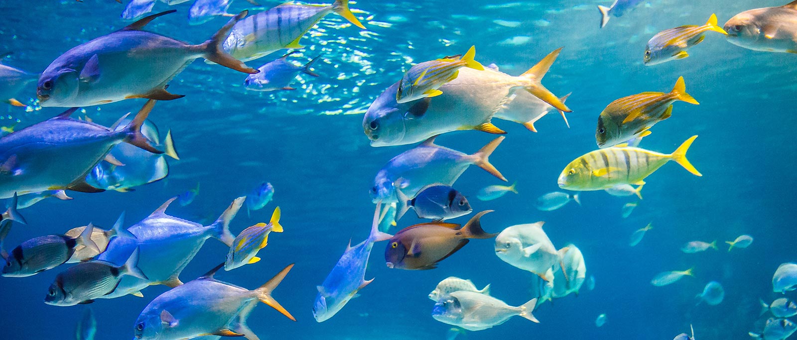 underwater image of various types of fish swimming