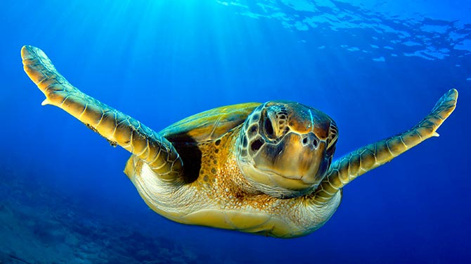 Close up of turtle on the ocean 