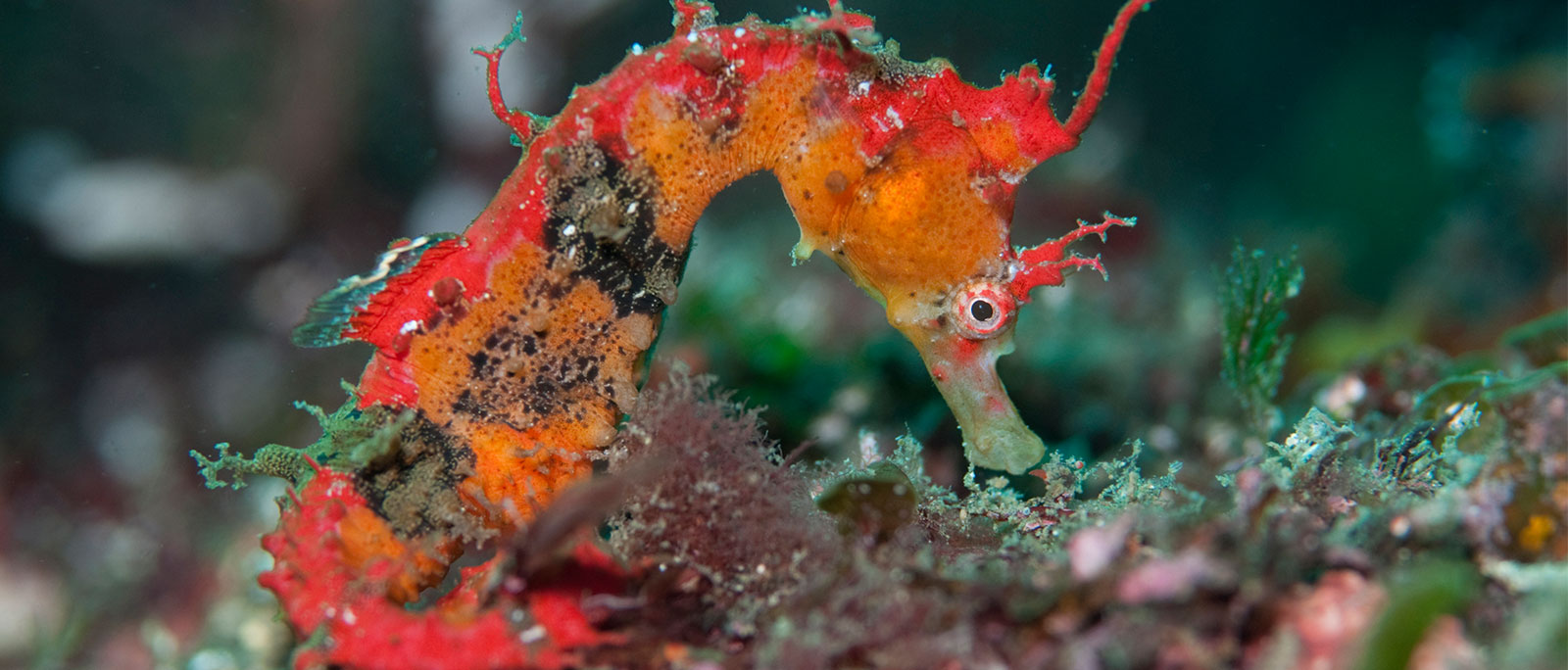 Seahorses In Kona Feed Fish & Explore Tide Pools