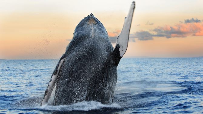 large whale peeking its head out of the ocean