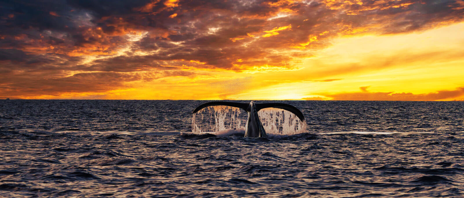 whale tail spouting from ocean at sunset