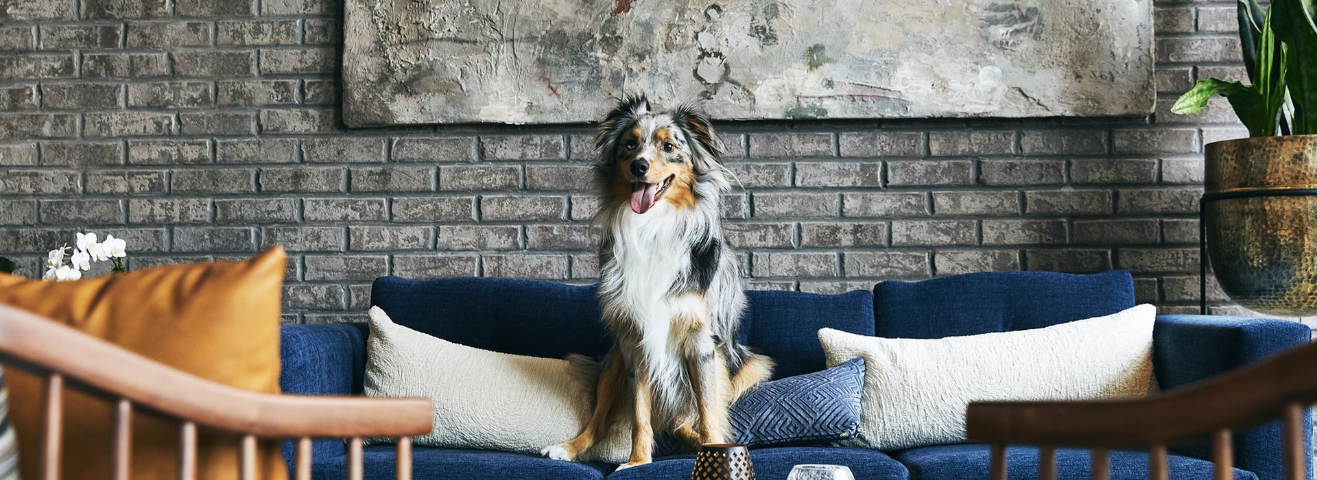 beautiful dog on blue couch sitting