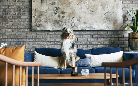 dog sitting on blue couch 