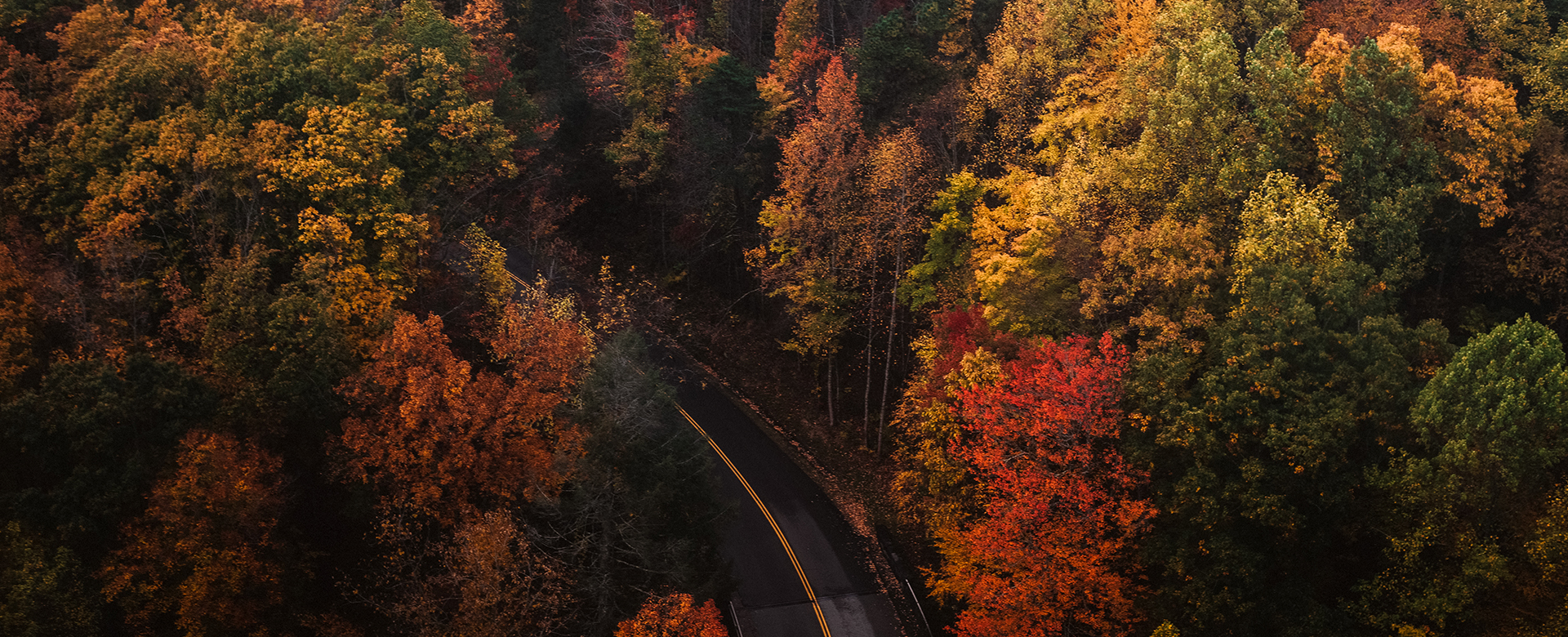 aerial view of colorful trees in the fall