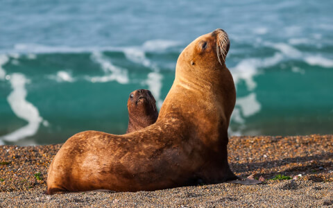 seals on the beach
