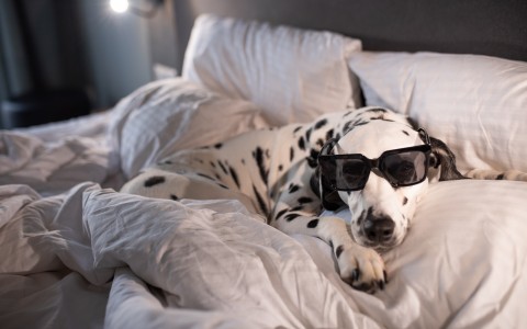 Dog Sitting on Bed - Pet Friendly Hotel in Half Moon Bay