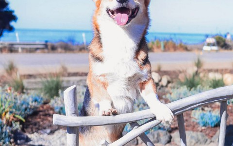 A happy corgi dog standing on a park chair 