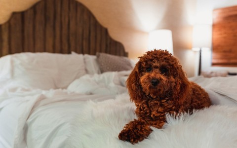 Closeup of a cute poodle resting on a large hotel bed 