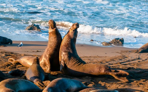 Seals sitting on on the beach