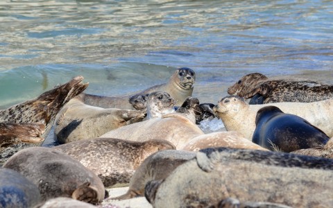 seals sunbathing in beach