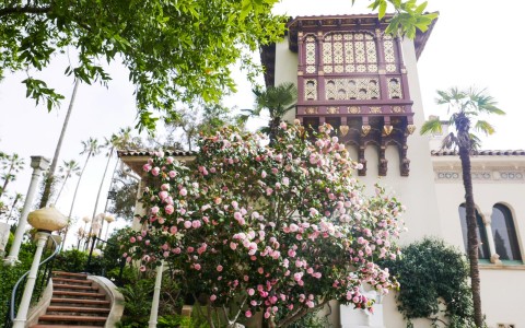 pink flowerbuds on a tree in front of a classic building