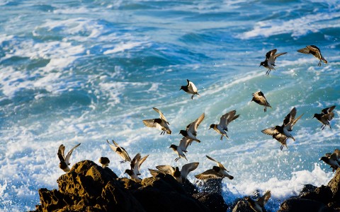 birds flying over the beach
