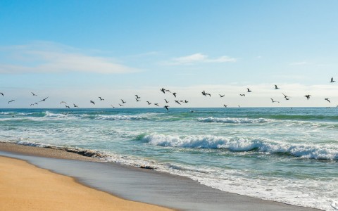 seashore view with birds flying 