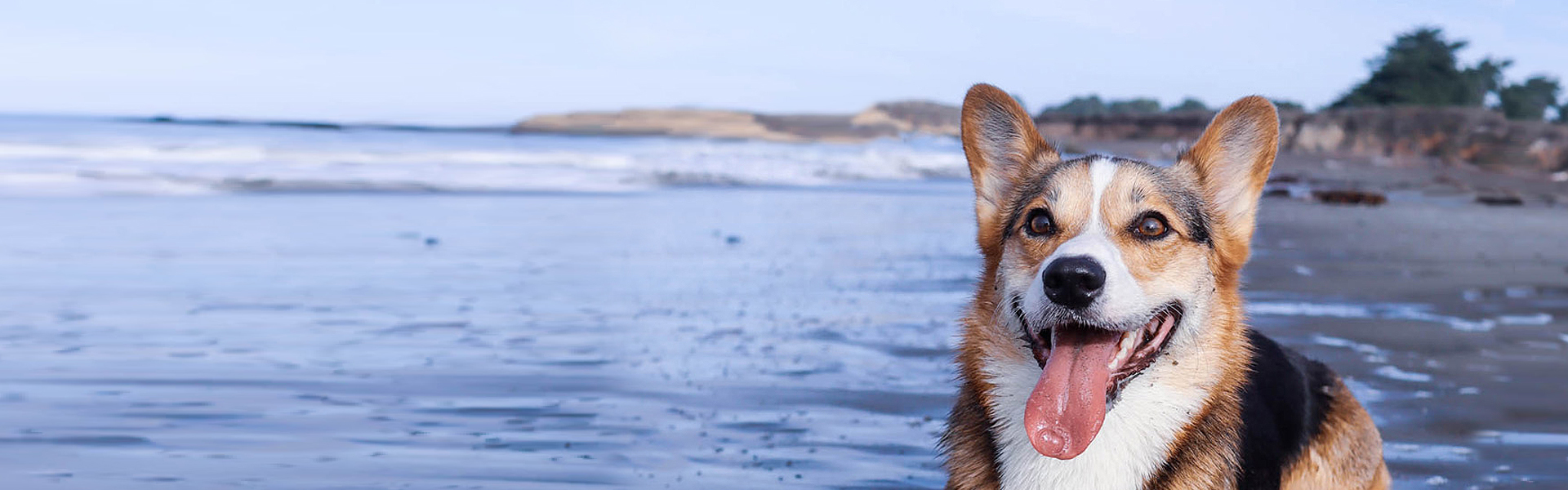 Cambria Pet Friendly Hotel Pet Policy Cambria Landing Inn & Suites