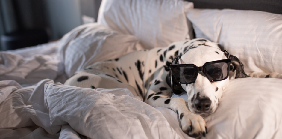dalmation laying on bed with sunglasses on