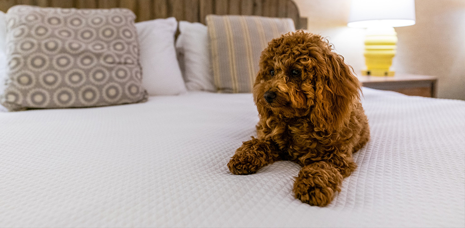 dog sitting on bed