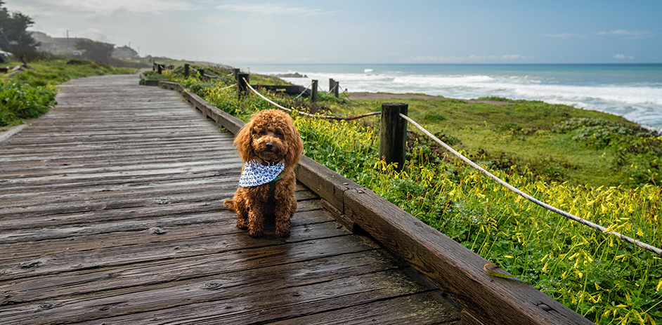 dog standing in front of ocean