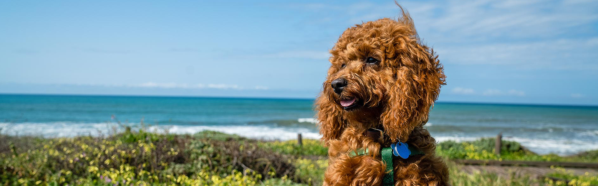 Cambria CA Pet Friendly Hotels Pet Policy Pelican Inn & Suites