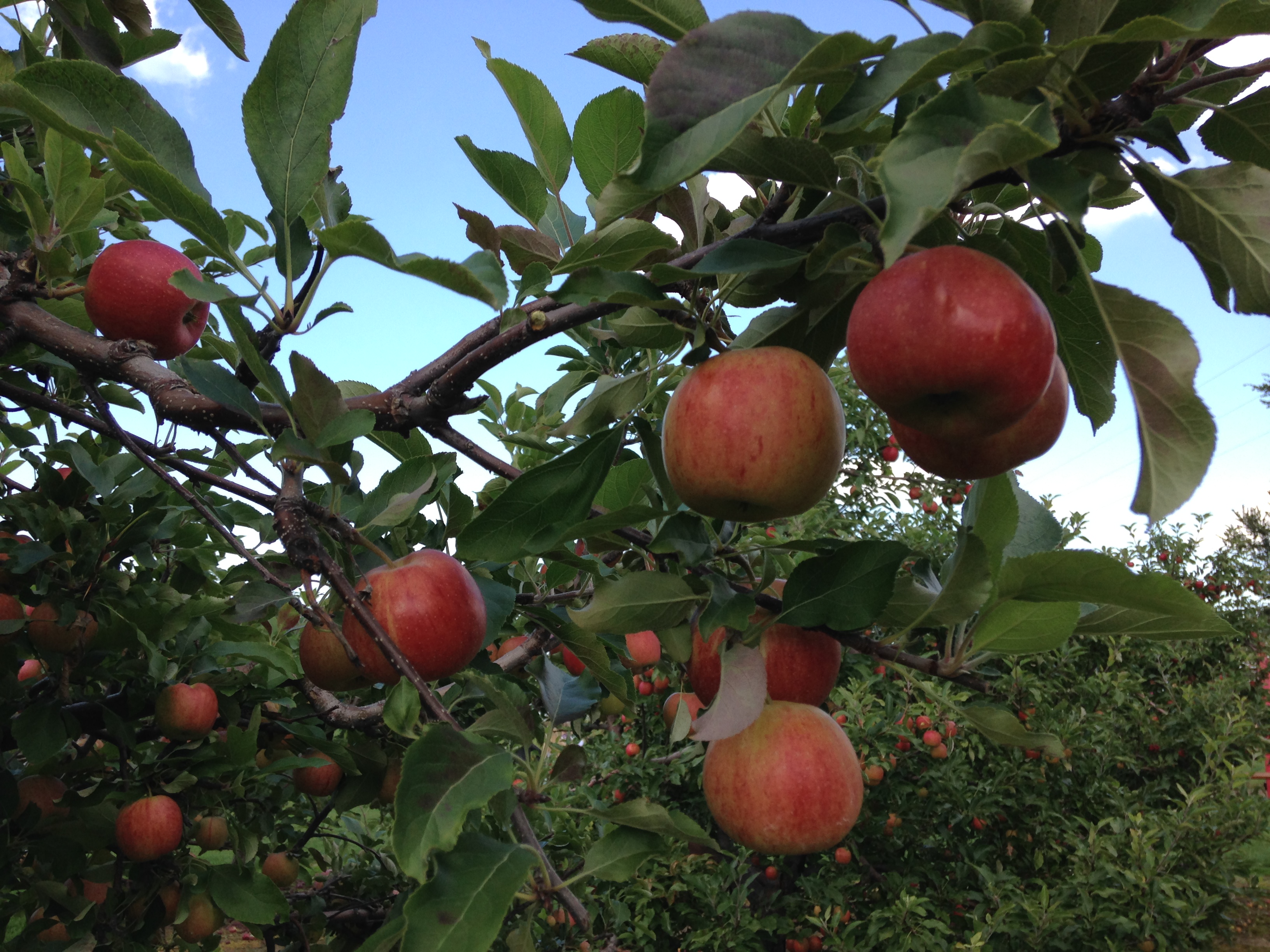 bunch of apples hanging from a tree