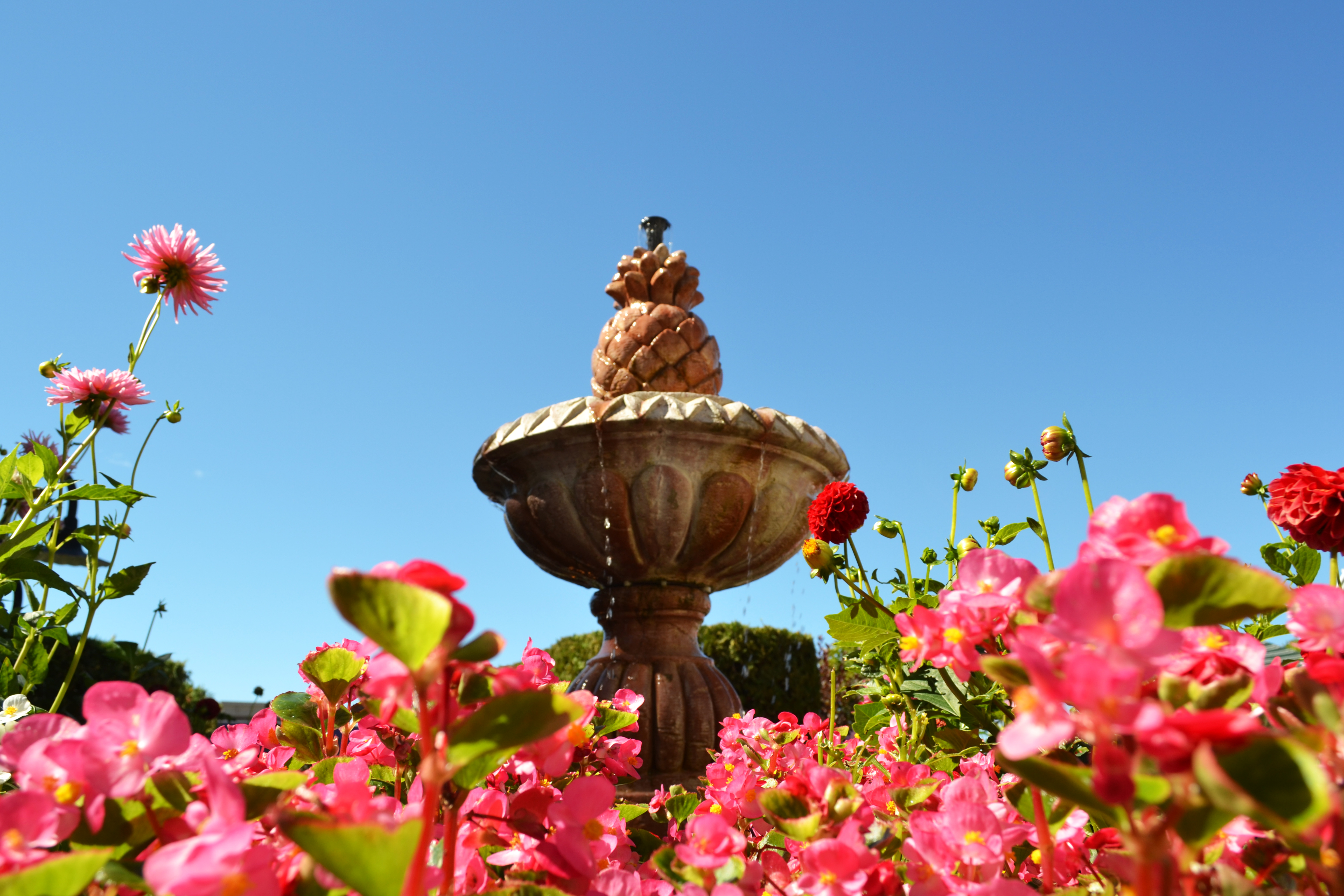 pineapple fountain with pink blooming flowers around the bottom 