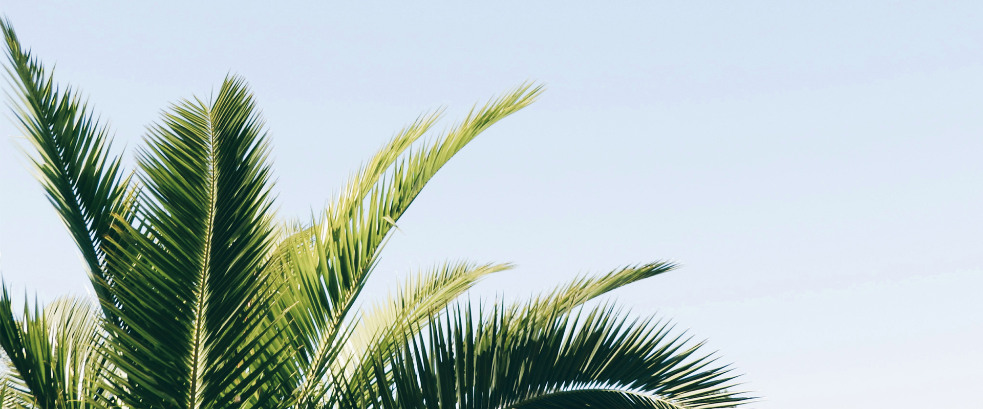 palm tree close up view