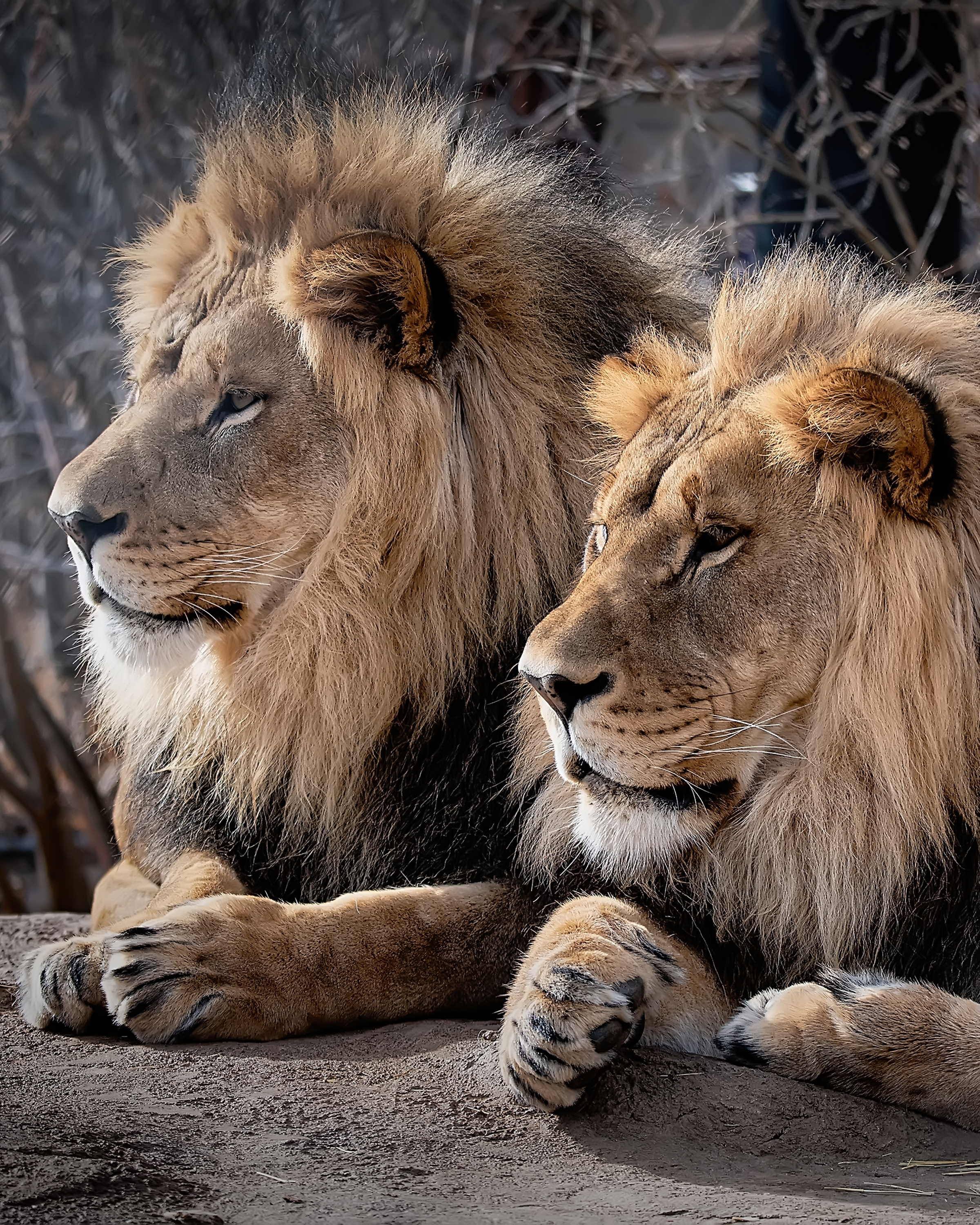 african lion_aslan and boma_daniel hammond_1_17_20