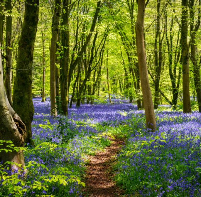 bluebell flowers in the forest