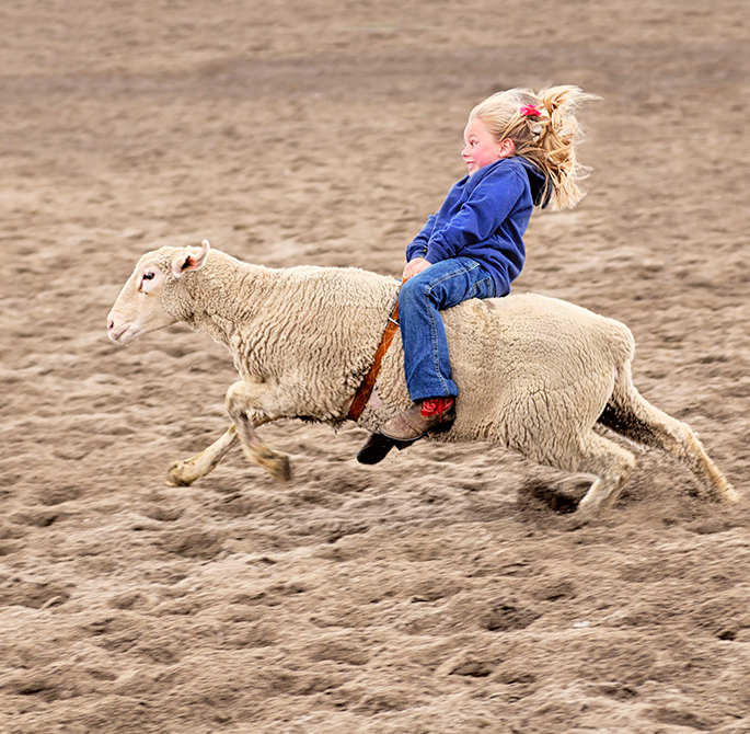 little blond girl riding a sheep in