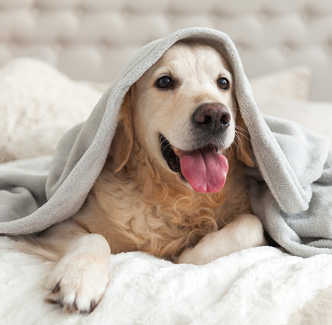 dog under a blanket sheet in a bed 