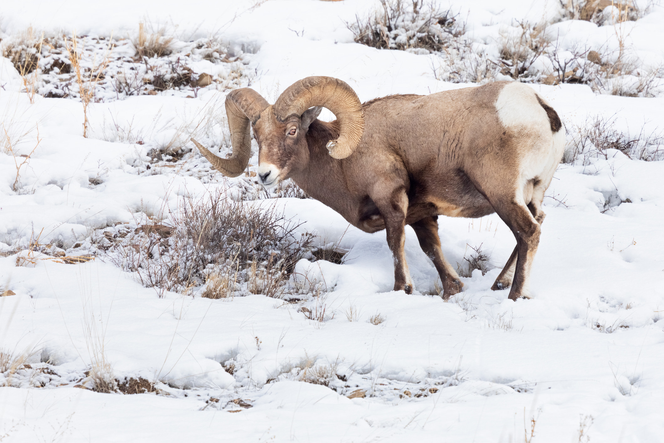 a bighorn sheep in the snow