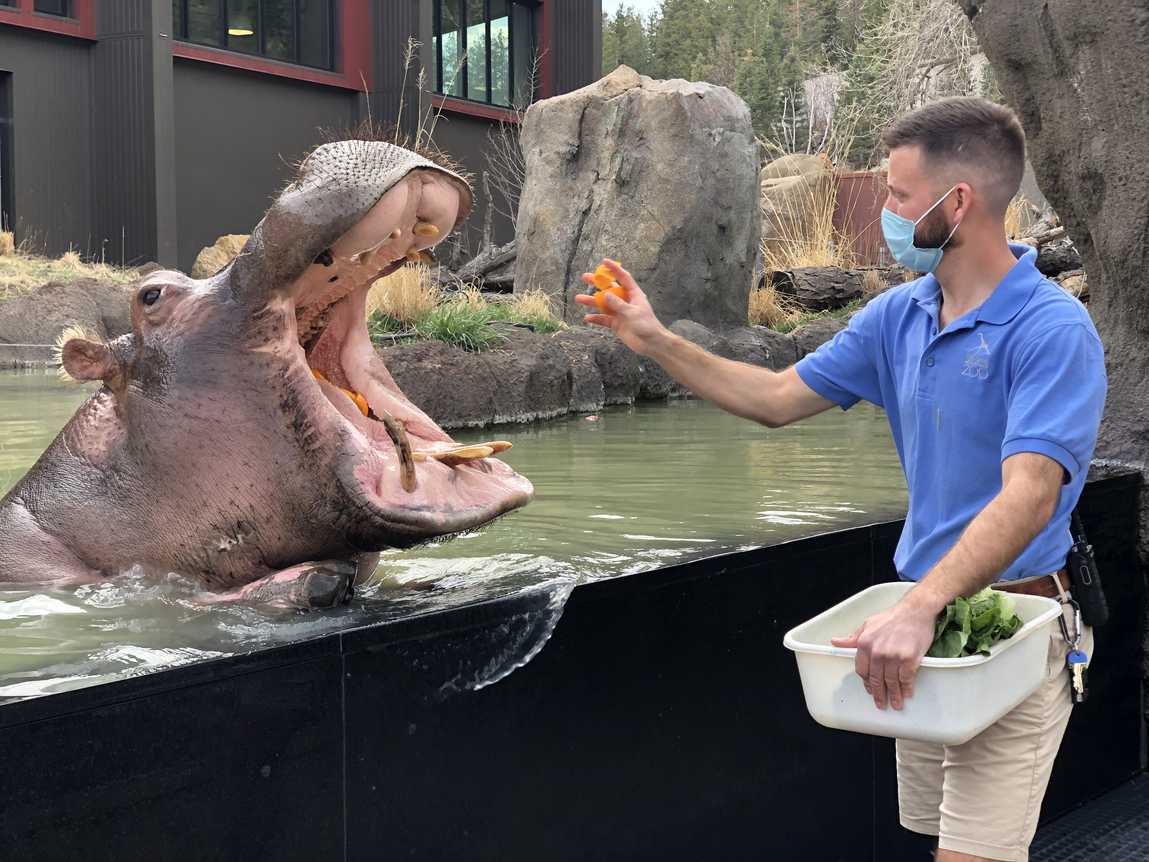 hippo kasai keeper feeding 2