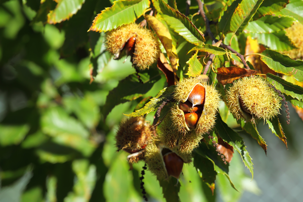 opening chestnut seed on branch