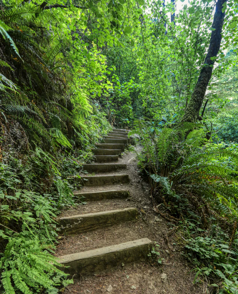 trail steps amidst foliage in california state park