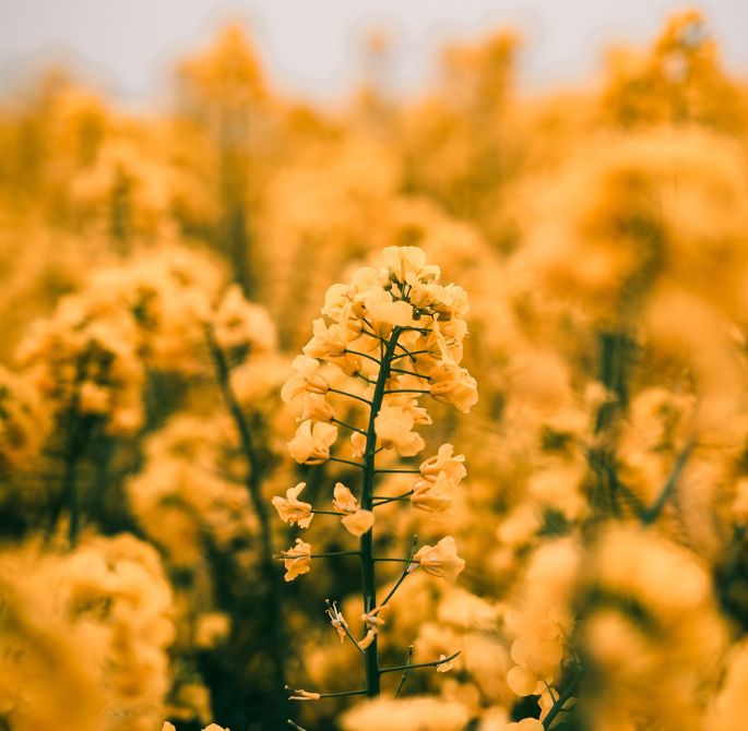 Mustard Blooms in Napa