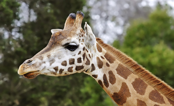 Closeup Side View of Giraffes Head and Neck