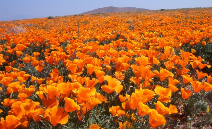 Poppies.3-58e2242ba8bd4.jpg