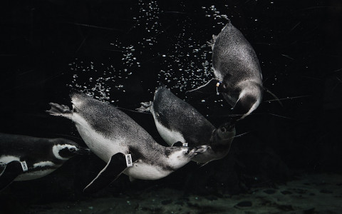 Four Black and White penguins frolicking in the water