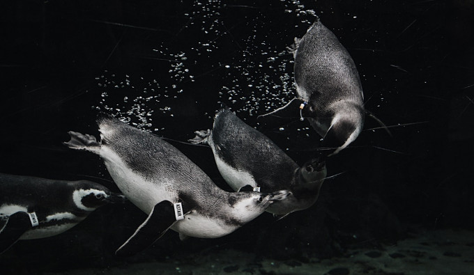 Four Black and White penguins frolicking in the water