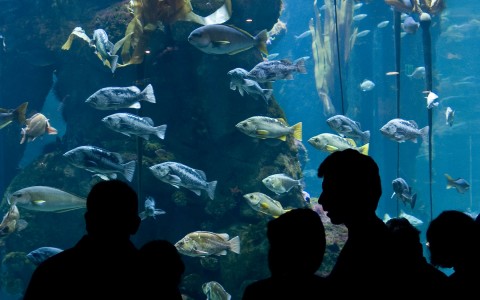 Aquarium