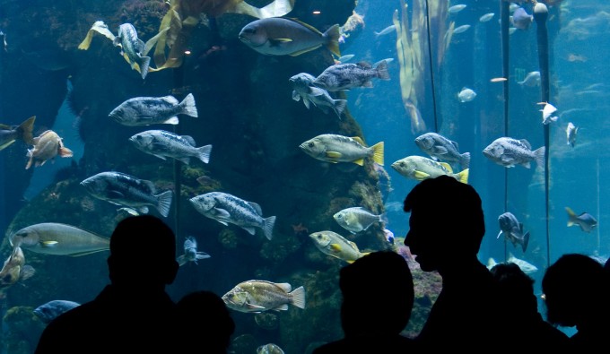 fishies.jpg