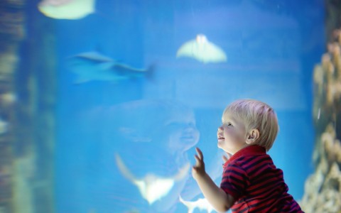 Toddler boy watches fishes