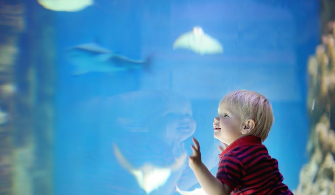 Toddler boy watches fishes