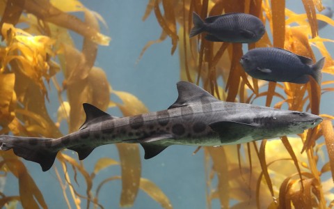 leopardshark